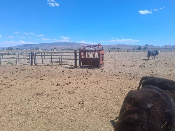Cattle squeeze 1