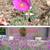 * blue chalk stick * curio repens senecio * ice plants *& more plants* 2 thumbnail