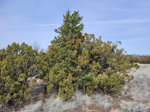 $18,900 / 261360ft2 - 5 and 6 Acre lots 25 min. NE. of Show Low, Nicely wooded in nice area (Show Low/Concho)63838118157825122