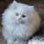 Long Haired Persians 1 thumbnail