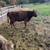 Dexter cow 2 thumbnail