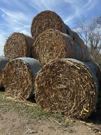 Corn stalks 1