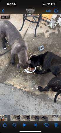 Dog need home600407222958827524