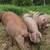 Feeder Pigs 4 thumbnail