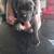 Cane Corso pups 9 thumbnail