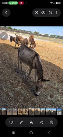 Donkeys 1