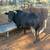 Dexter cows 4 thumbnail