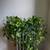 Pothos Plants 1 thumbnail