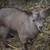 Nigerian Dwarf Goats 2 thumbnail