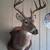 Deer heads 1 thumbnail