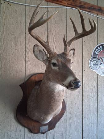 Deer heads 1