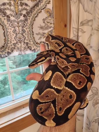 Ball Python looking for new home63922482008834120