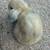 Pet holland lops 5 thumbnail