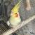 Cockatiels 4 thumbnail