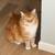 Rehoming Two Bonded Kitties 5 thumbnail
