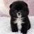 Pomeranian puppies 1 thumbnail