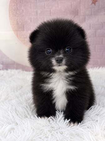 Pomeranian puppies 1