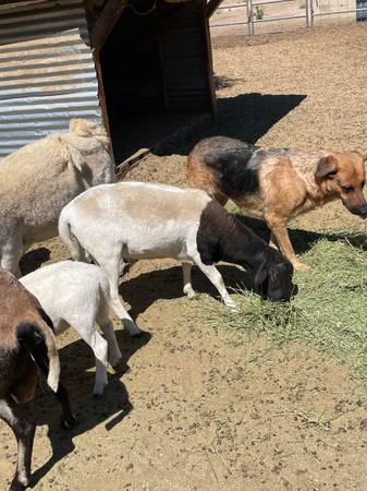 Dorper ram 1