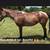 Roan Mare Gorgeous Sweet Gentle Broke for ANY rider 7 thumbnail