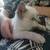 Cute kitten 1 thumbnail