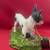 Rat Terrier by Conversation Concepts DFL109 5 thumbnail