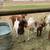 1 Boer Buck, 3 Boer females, and 1 Kiko Boer cross 5 thumbnail