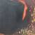 Original Antique After Bartolome Murillo "Little Fruitseller" Oil on C 6 thumbnail