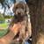 Rehoming Silver Lab Puppies 2 thumbnail