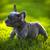 Blue Male Puppy French Bulldog 10 thumbnail