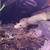 Banana Ball Python/Snake 2 thumbnail