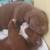 Puppy is looking for new home 3 thumbnail