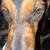 german shepherd blue tick coonhound mix 2 thumbnail