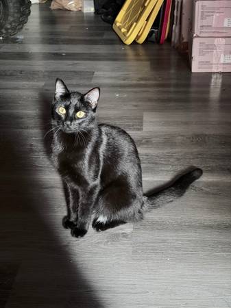 Rehoming 2 kittens