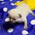 Himalayan kittens 4 thumbnail