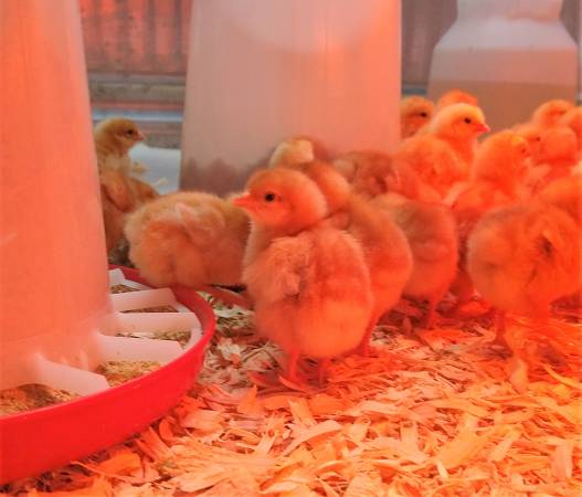 Cinnamon Queen Chicks 1