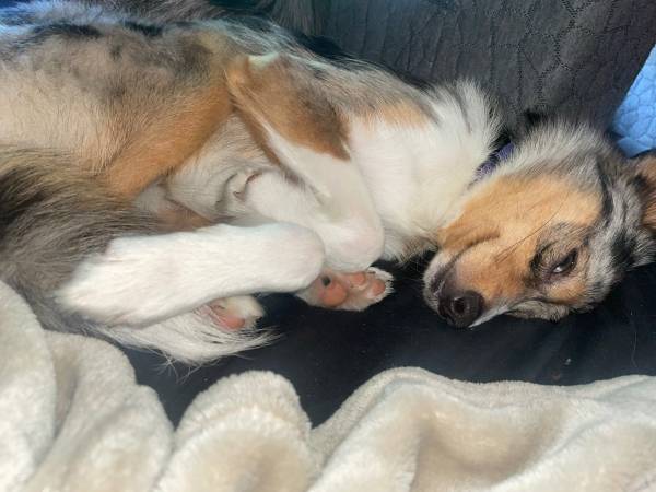 Mini Aussie 1