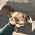 Two terrier mixes 50$ each rehoming 3 thumbnail