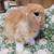 Dwarf Bunnies (Rabbits, Holland Lops, Baby Bunnies) 1 thumbnail