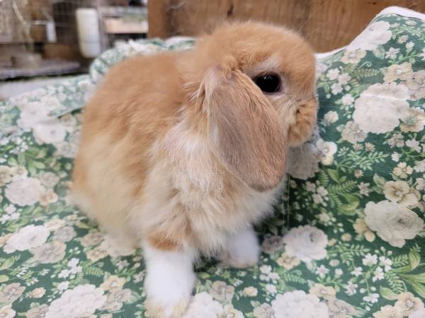 Dwarf Bunnies (Rabbits, Holland Lops, Baby Bunnies) 1