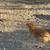 Young chickens 4 thumbnail
