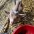nigerian dwarf buckling 2 thumbnail