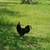Beautiful and Useful Rooster 4 thumbnail