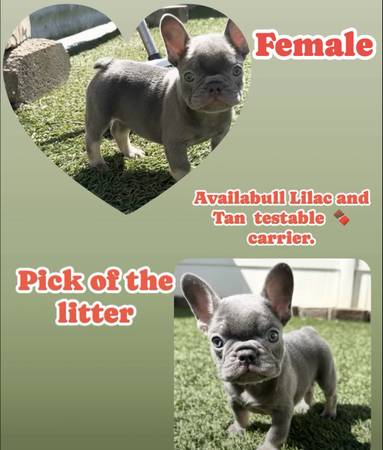 Female Bulldog French 1