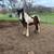 Gypsy Vanner Filly 2 thumbnail