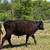 2 steers 2 thumbnail