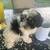 Rohoming  shih 3 thumbnail
