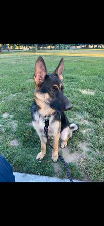 Purebred German Shepherd 1