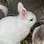 Rabbits 1 thumbnail