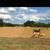 PONDS AND RANCH ROADS 3 thumbnail