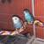 3 Proven Pairs of parakeets and nest boxes 2 thumbnail